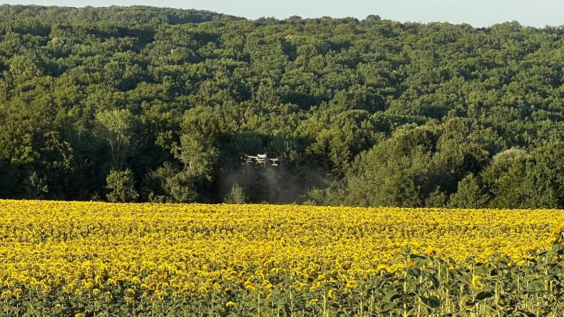 Drone în fermele din Iași! Tot mai mulți agricultori folosesc aceste tehnologii. Cezar Musteață: „E mai avantajos”