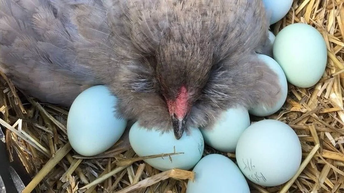 Găinile care fac ouă verzi: curiozități și îngrijire