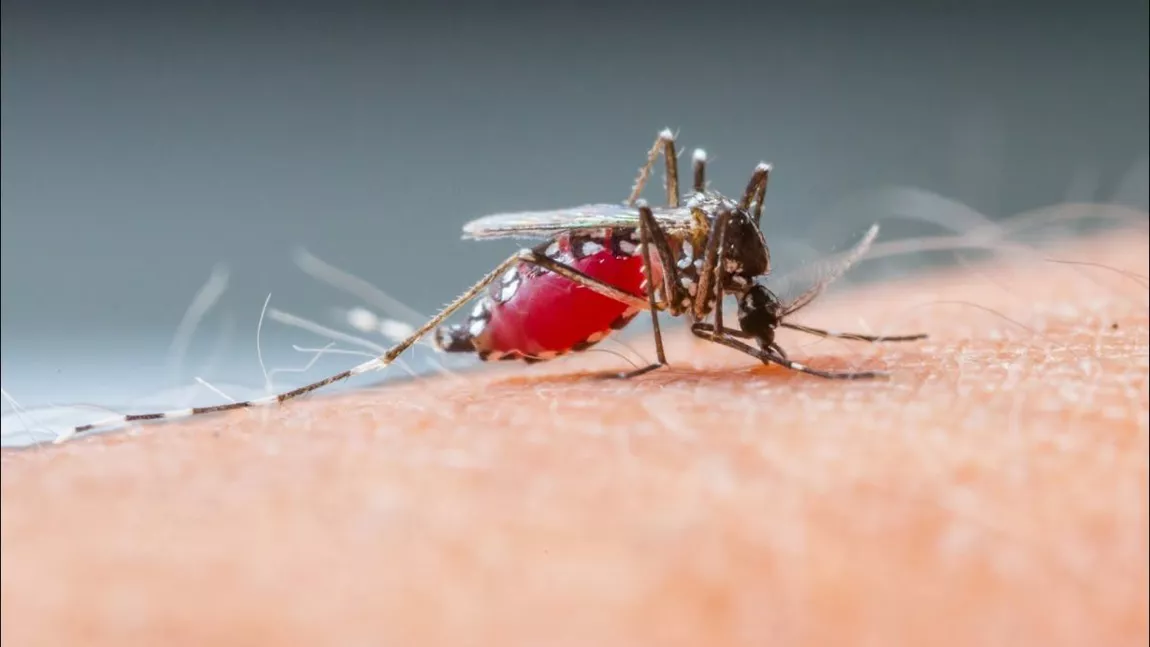 De ce unele persoane sunt mușcate de țânțari iar altele nu? Metode prin care țineți insectele la distanță