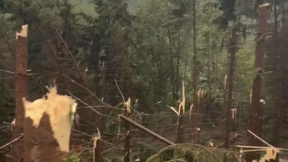 A fost prăpăd în Maramureș! O pădure a fost distrusă în doar 10 minute - VIDEO