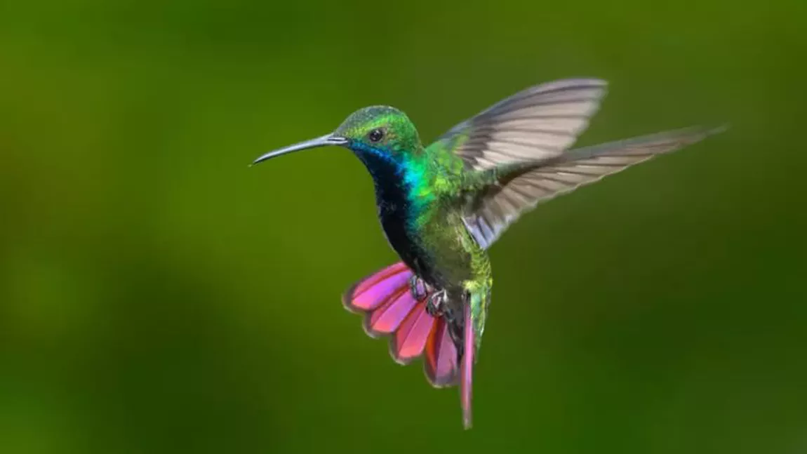 Pasărea colibri. Curiozități despre „mica minune a Lui Dumnezeu”