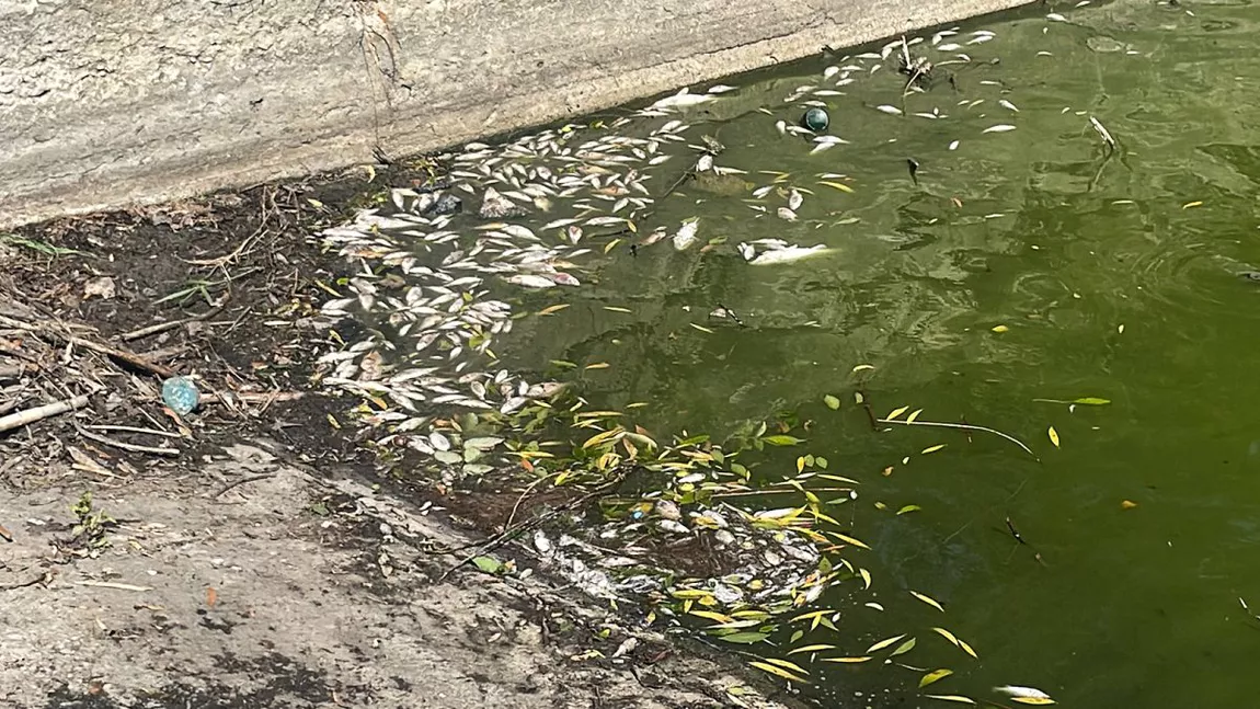 Dezastru ecologic la Iași! Localnicii s-au speriat de imaginile cu peștii morți. Specialist: „Este poluare cu detergenți”