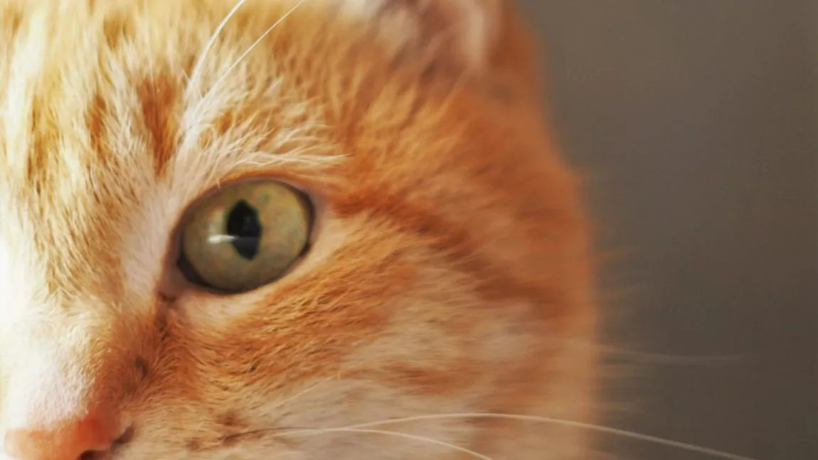 Pisica portocalie, cea mai îndrăzneață și iubită culoare la pisicile de casă