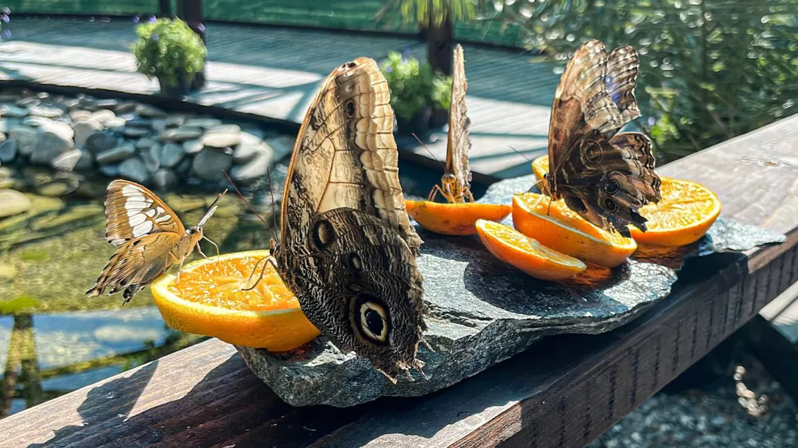 Imagini spectaculoase din interiorul primei grădini de fluturi tropicali din regiunea Moldovei. Doi tineri basarabeni au dat lovitura cu o afacere de succes, deschisă în Iași