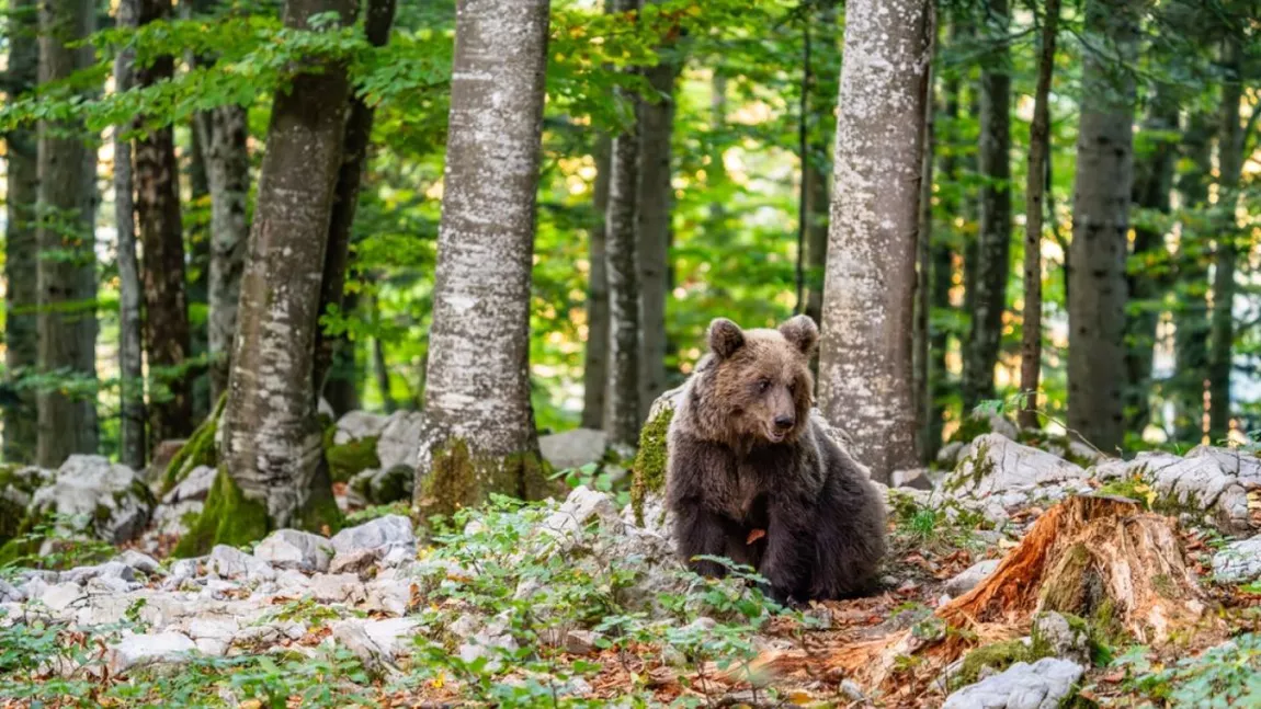 Fabulos! Un urs care a atacat un turist în Italia ar putea fi relocat în România! Uciderea animalului a fost oprită de judecător