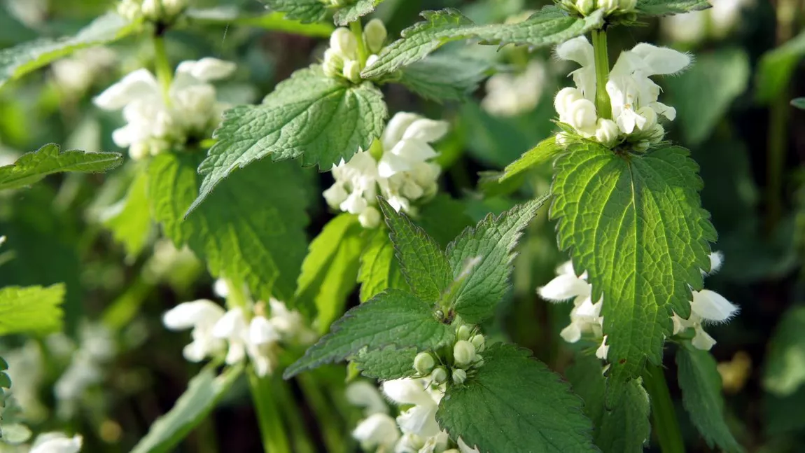 Ce este urzica-moartă? Una dintre cele mai căutate plante medicinale pentru efectele ei minune