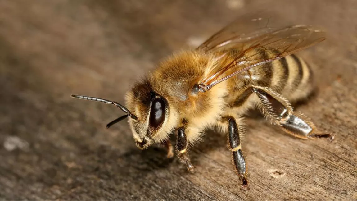 Ziua mondială a albinelor. Când se sărbătorește acest inedit eveniment