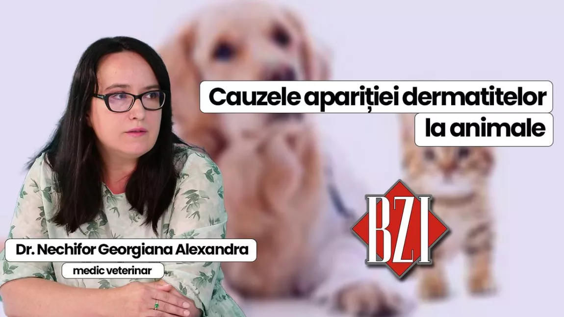 Dr. Nechifor Georgiana Alexandra, medic veterinar discută în emisiunea BZI LIVE despre motivele apariției dermatitelor la animale de companie