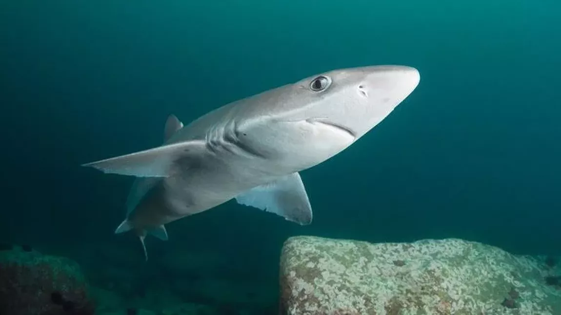 Ce este câinele de mare, singura specie de rechin din Marea Neagră