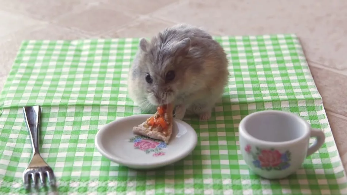 Ce mănâncă hamsterii? Cum trebuie să arate dieta acestui mic rozător?