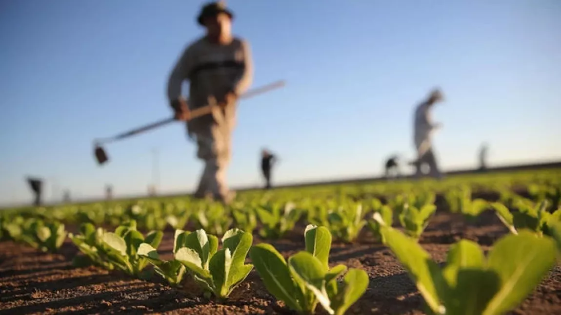 Când primesc fermierii despăgubirile pentru calamităţile provocate de secetă. Anunțul ministrului Agriculturii, Florin Barbu