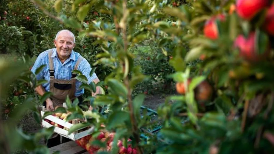 Cine sunt ieșenii care pot accesa noi fonduri nerambursabile de la stat? Ministerul Agriculturii și Dezvoltării Rurale pune la bătaie peste 11.000.000 de euro