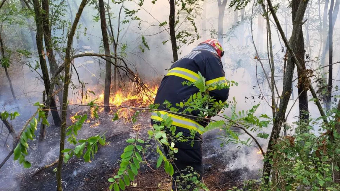 Incendiu de vegetație în Giurgiu. 40 de hectare din zona pădurii Bălănoaia au ars