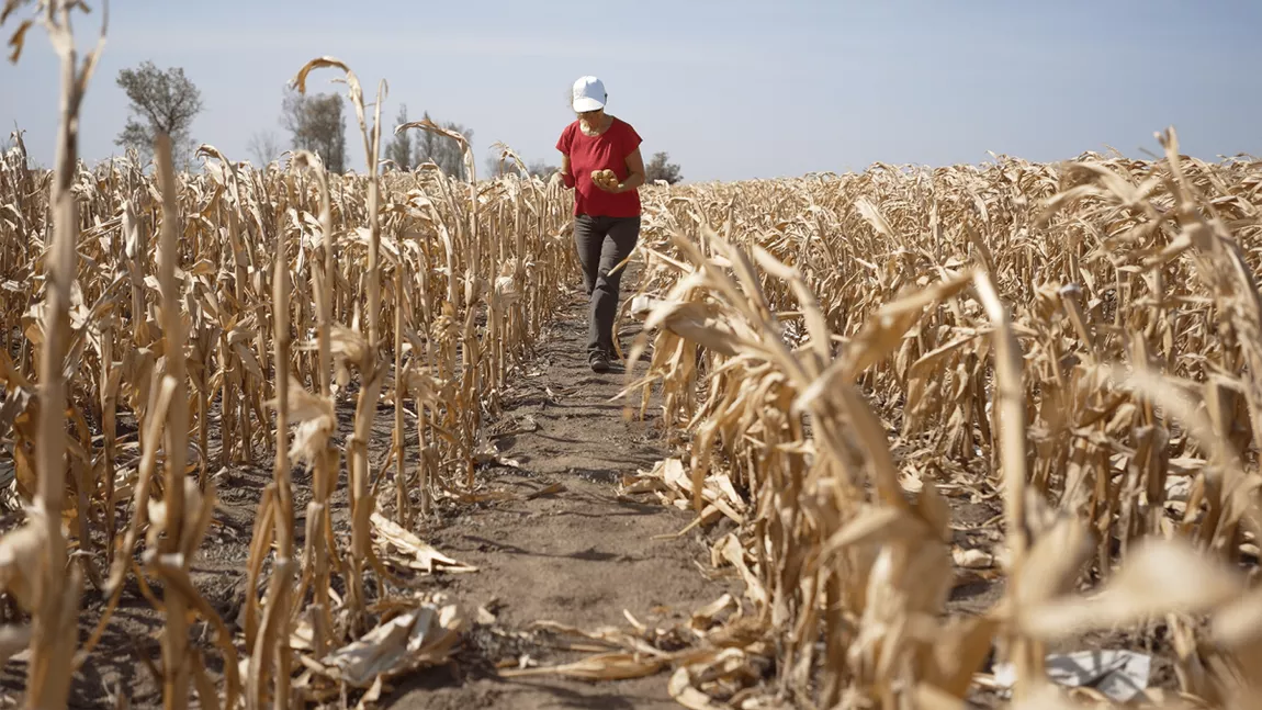 Fermierii din Iași așteaptă despăgubirile de secetă de la Direcția Agricolă. Au fost declarate calamitate 110.000 de hectare