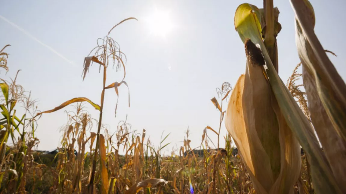 Peste 20.000 de hectare de culturi agricole, din Iași, afectate de secetă. Fermierii primesc între 200 și 250 de euro la hectar