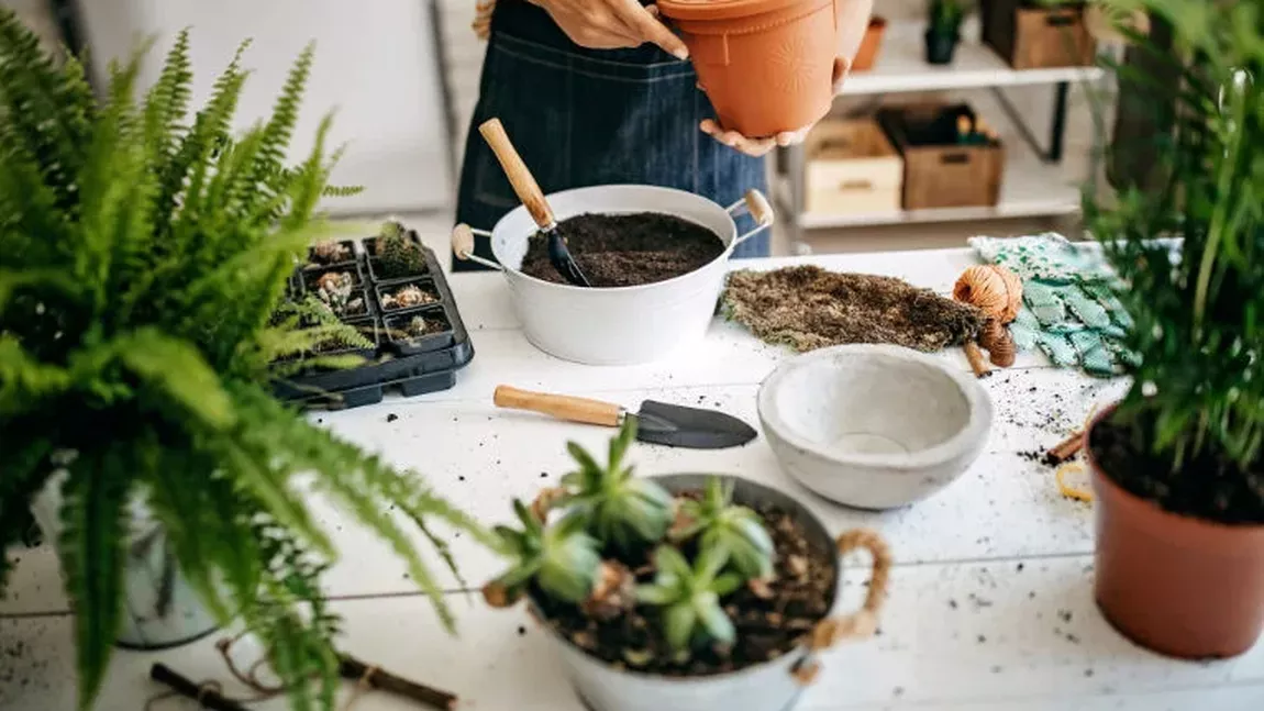 Orașul care interzice locuitorilor să mai planteze flori la ghiveci! Motivul este uluitor