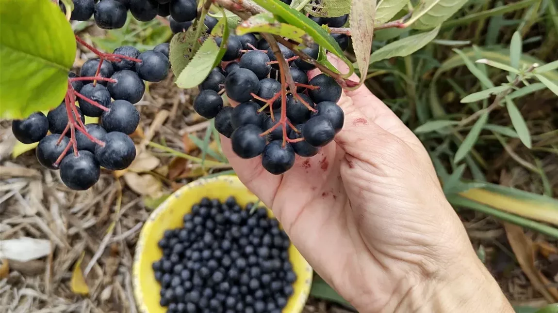 Ce este sucul de aronia? Este adevărat că îți poate crește tensiunea și de ce este bun pentru sistemul cardiovascular