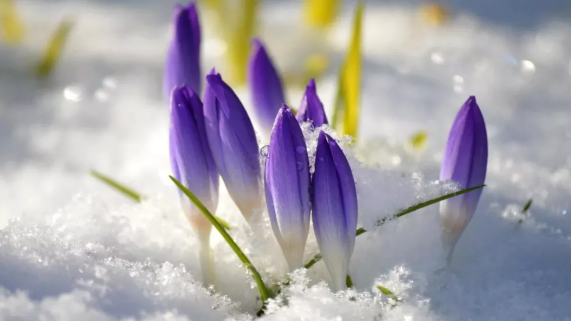Meteorologii Accuweather anunță că ninsorile se întorc în luna martie! Iată cum va fi vremea