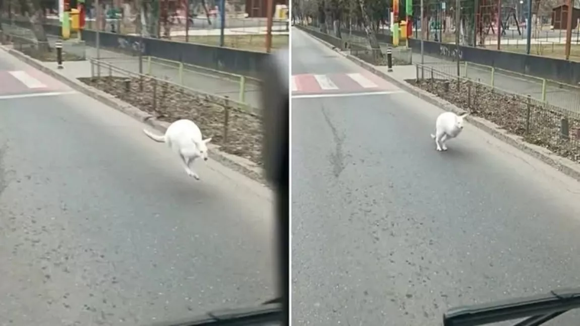 Cangur alb, în libertate pe străzile din București! Animalul îi aparține lui Nuțu Cămătaru