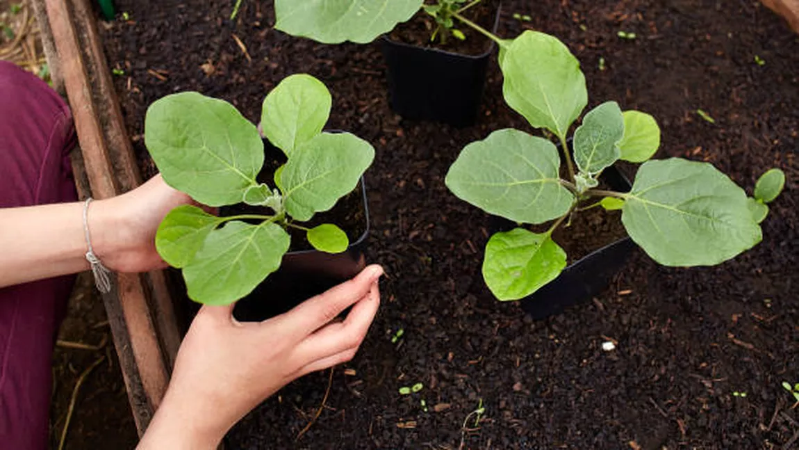 Care sunt florile de plantat în martie! Cum sa ai o grădină plină de culoare la vară