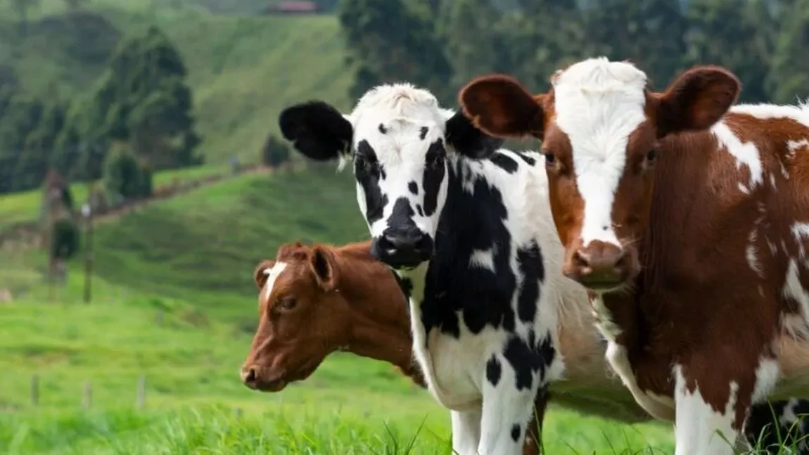 ANSVSA interzice transporturile de animale vii, furaje, paie, compost şi gunoi de grajd dinspre Ungaria spre România