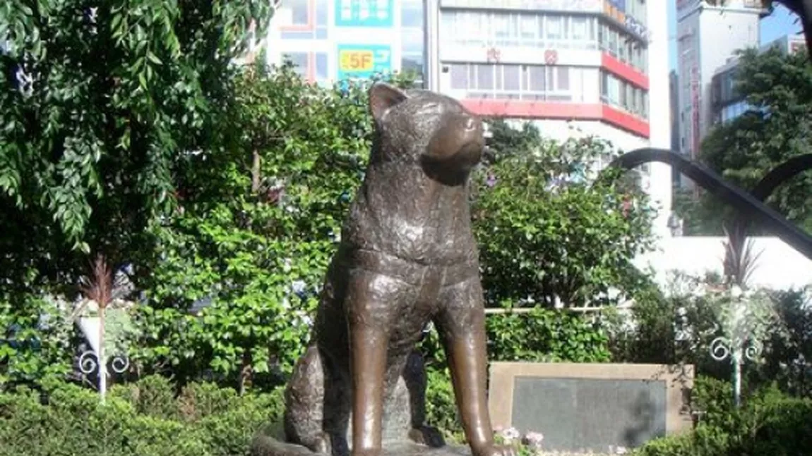 O poveste adevarata: Hachiko