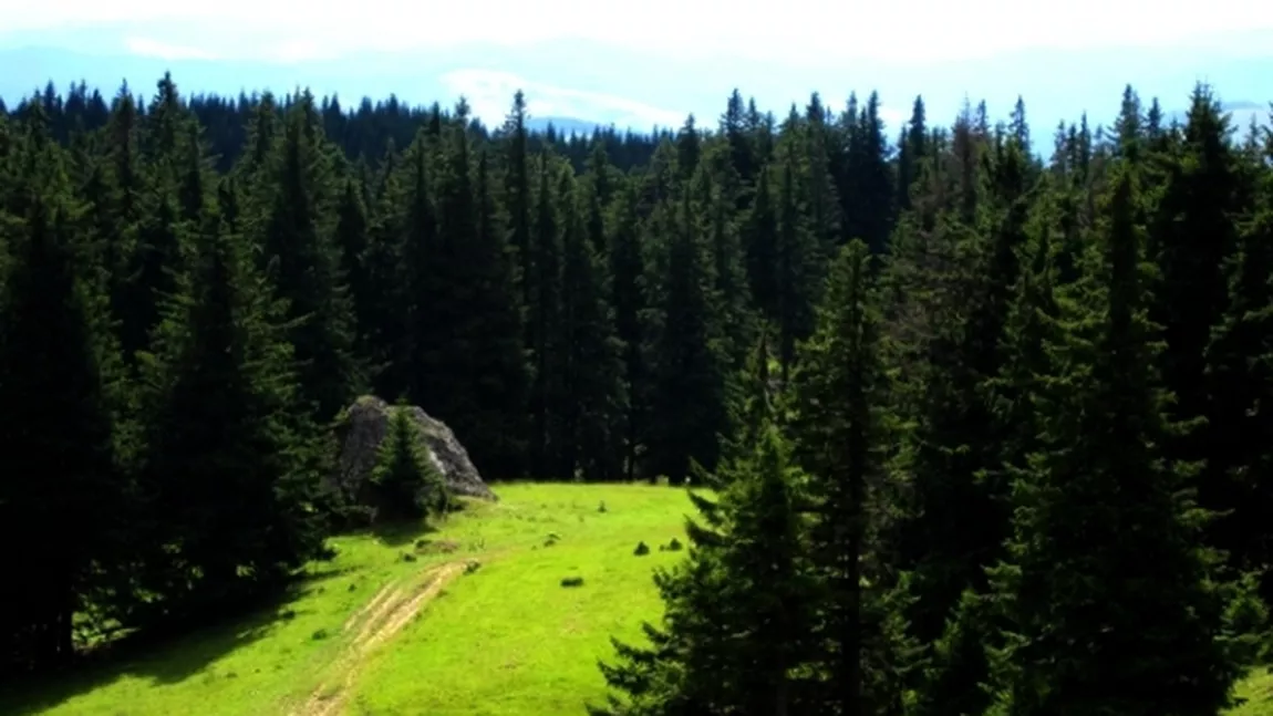 Traseu montan: satul Slatioara - Codrul secular Slatioara - Varful Todirescu - Plopii Raraului - varful Rarau - Cabana Rarau 
