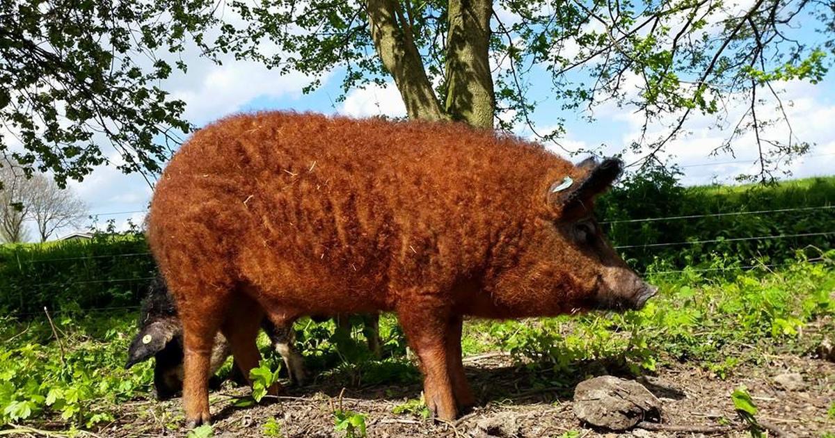 rasa-de-porc-mangali-a-o-ras-din-ce-n-ce-mai-c-utat
