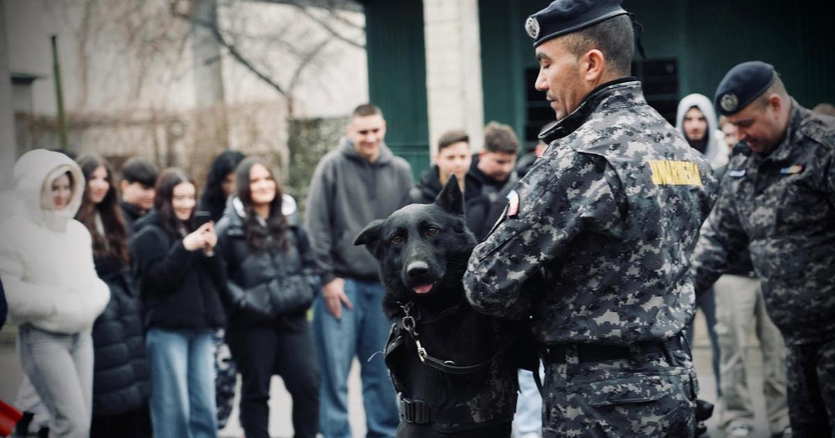Jandarmii din Iași și câinii lor de serviciu predau lecții de nonviolență.
