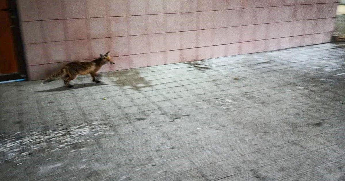 „ANSVSA are obligația de a rezolva situația pentru a evita blocarea activității pe teren” • Buna Ziua Iasi • BZI.ro