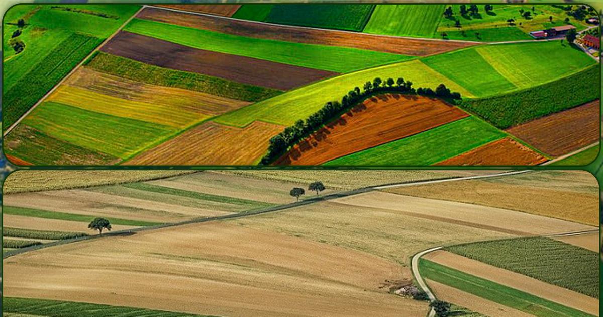 AFIR lansează în februarie 2026 măsura DR-19 pentru sprijinirea protecției culturilor la ferme.