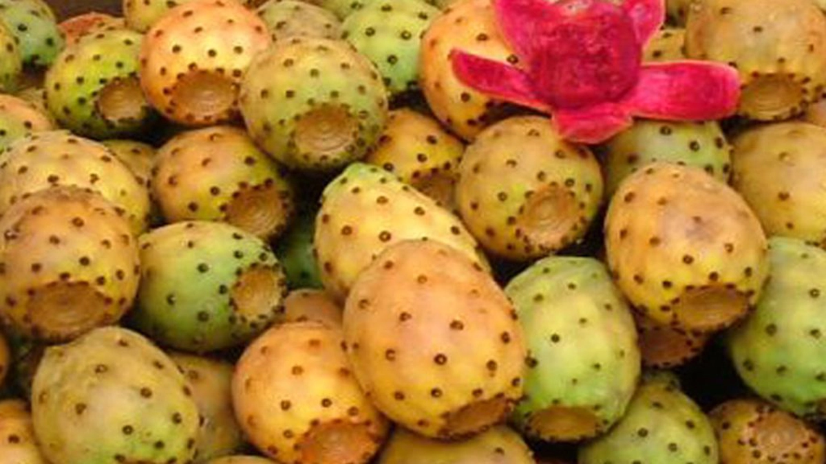Fructe_de_cactus.jpg