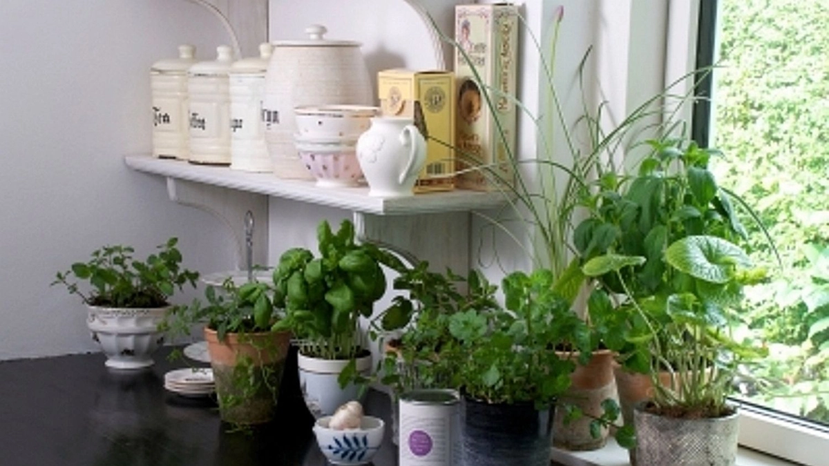 Plante_feng_shui.jpg