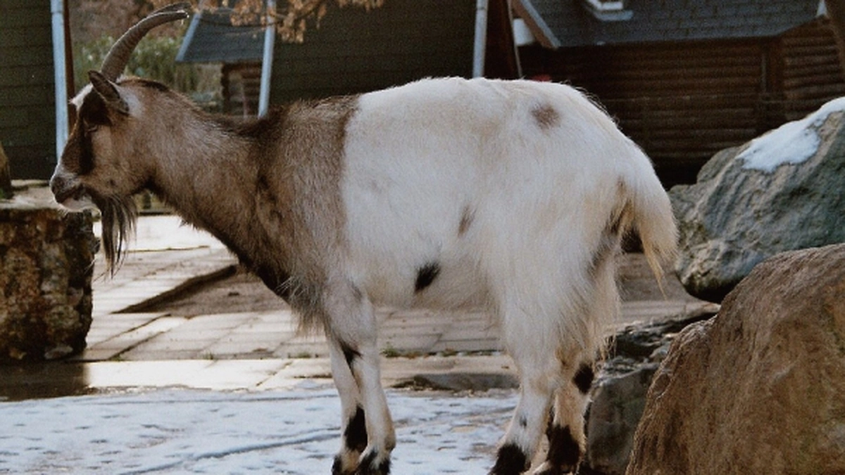Capra-BunteholländischeZiege.jpg