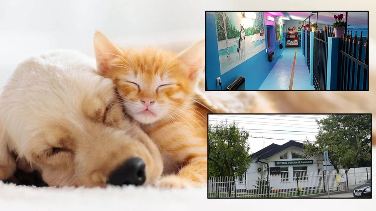 Hotelurile și pensiunile pentru animalele de companie din Iași sunt în pragul falimentului! Din cauza pandemiei de COVID-19 ieșenii nu au mai plecat în concediu și au stat acasă cu patrupedele