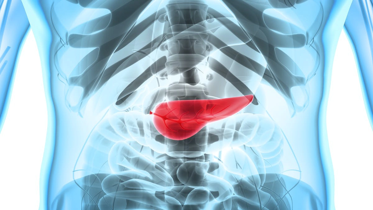 pancreas