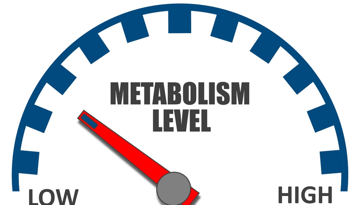 metabolism
