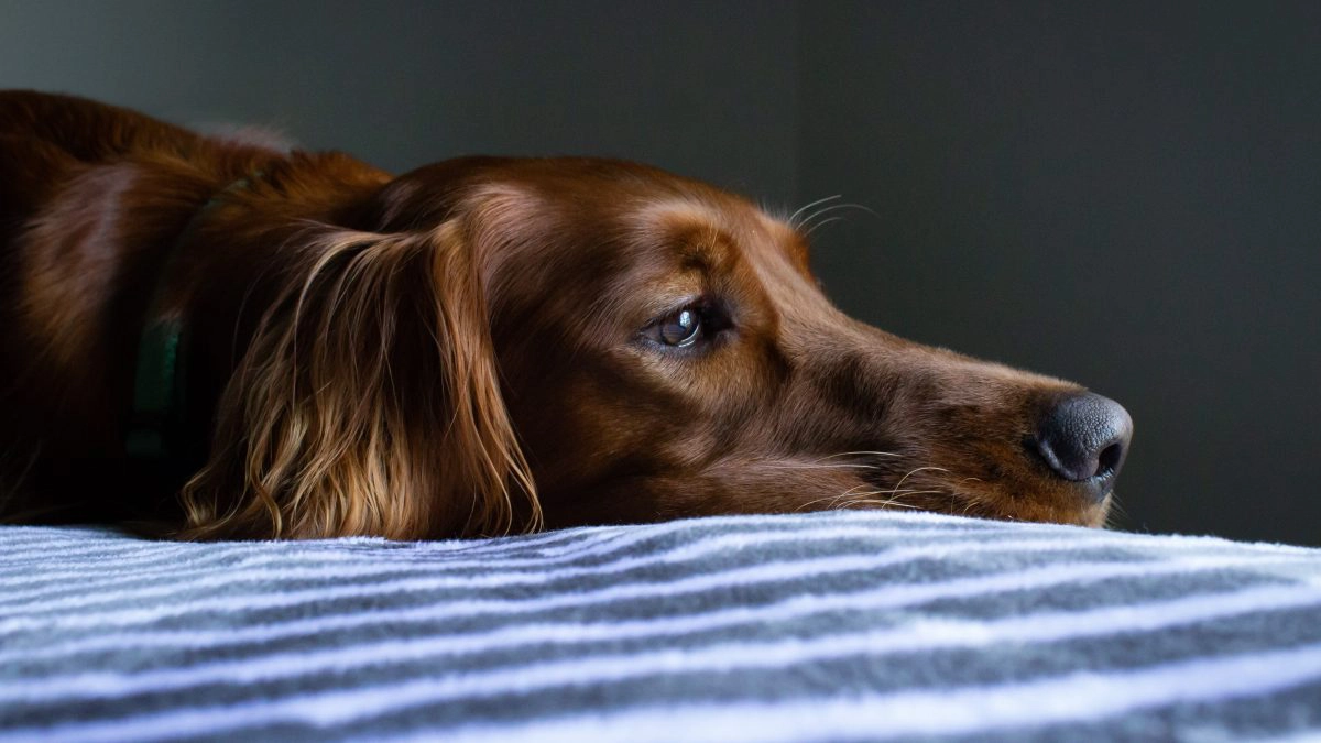 caine