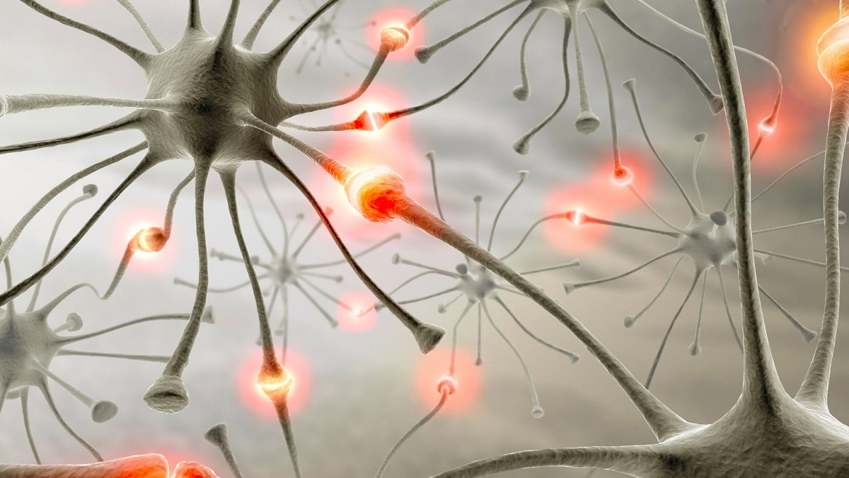 neuroni