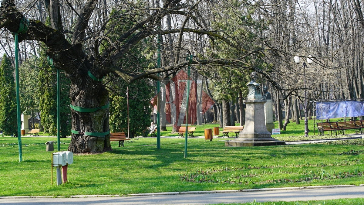 Parcul-copou-Teiul-lui-Eminescu