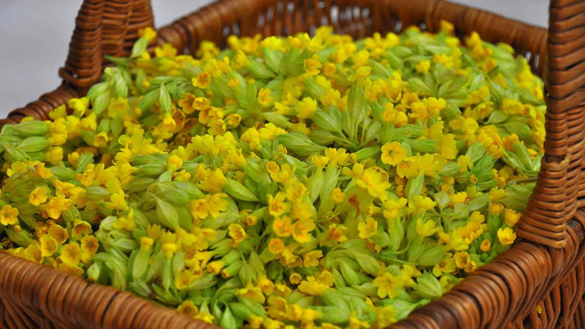 flori-de-ciubotica-cucului