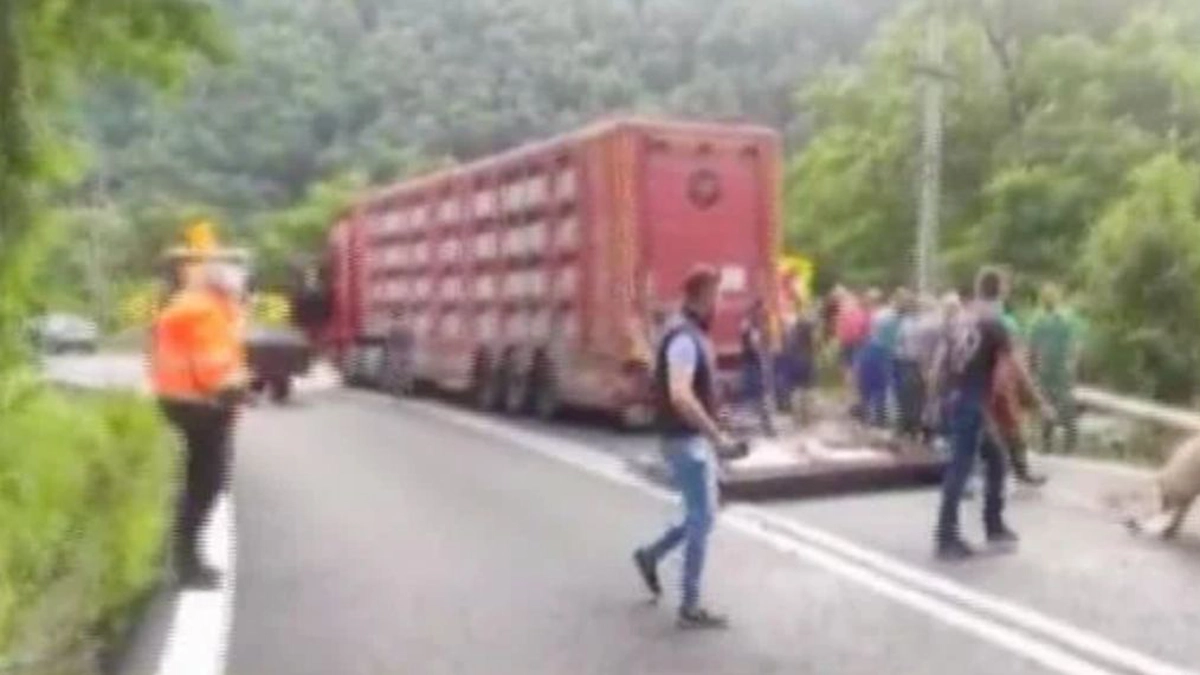 tir cu porci