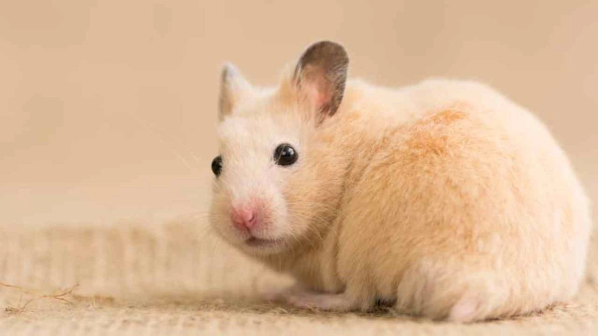 syrian-hamster
