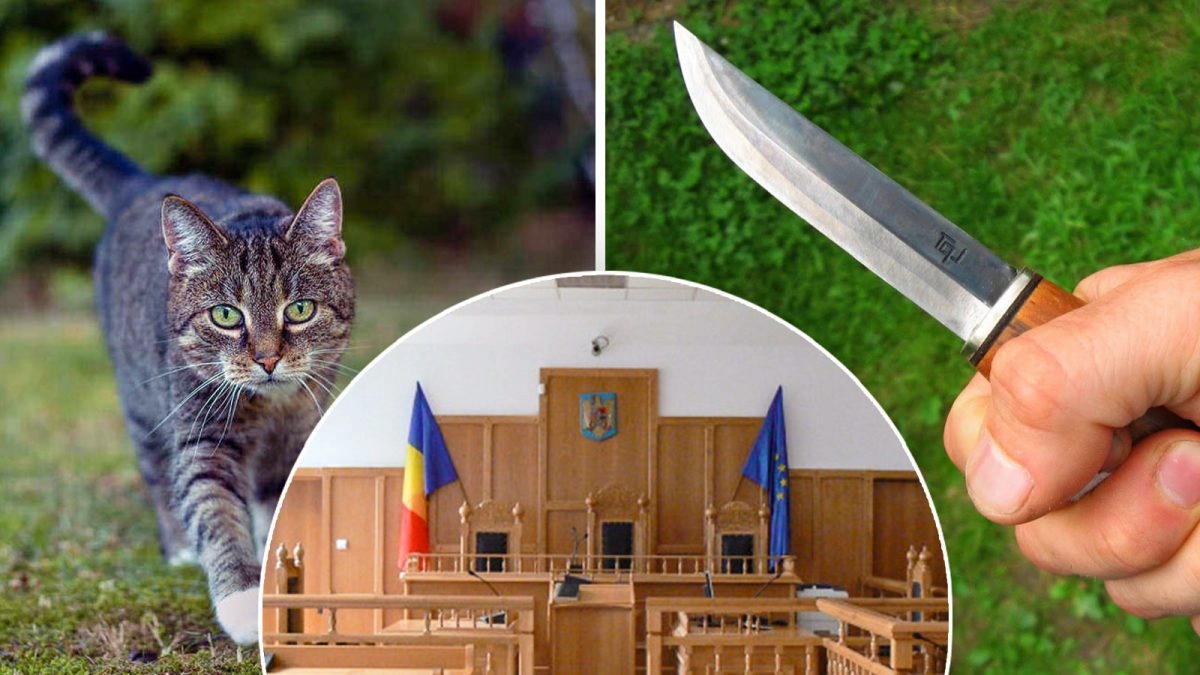 O-pisică-în-curtea-unei-case,-un-bărbat-cu-un-cuţit-în-mână-şi-o-sală-de-judecată