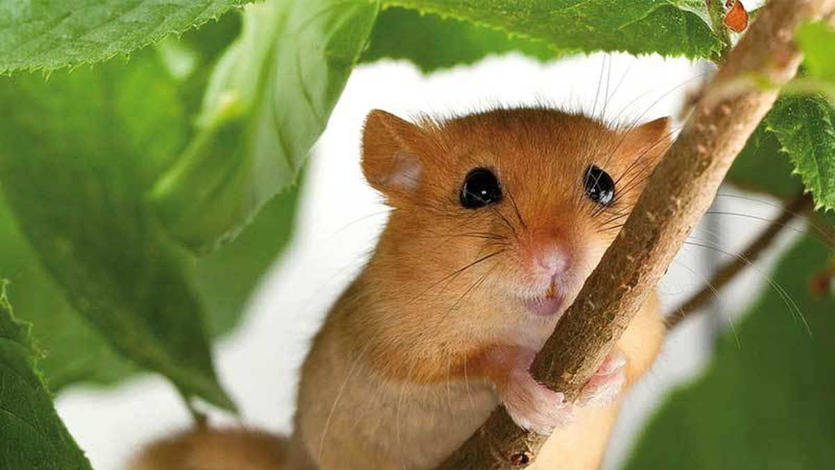 pârș-de-alun