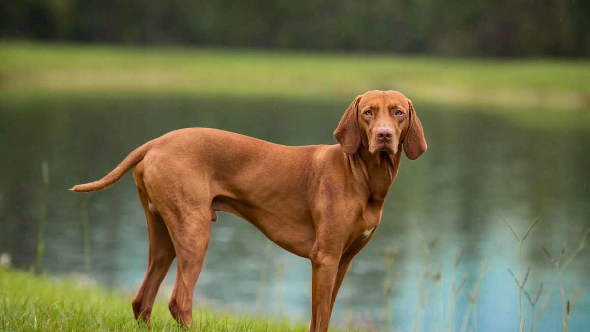Vizsla
