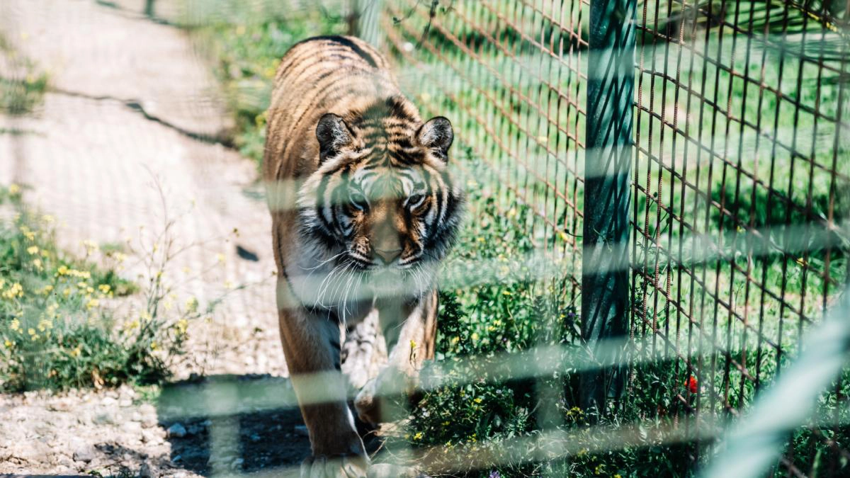 un-ingrijitor-a-fost-ucis-de-tigru-la-gradina-zoologica