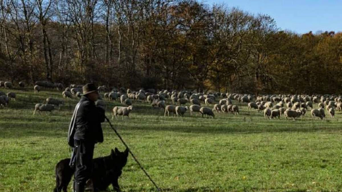 o poză cu un bărbat la o stână din Iași