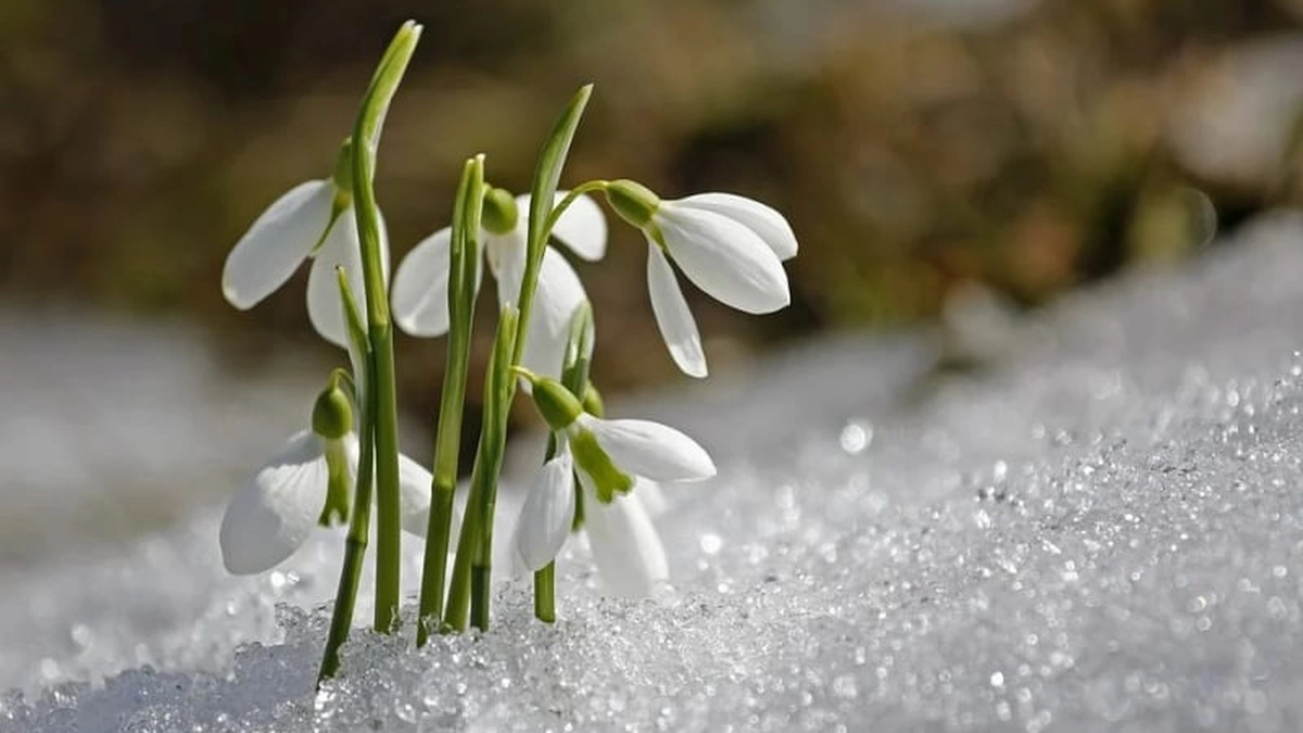 vreme-februarie