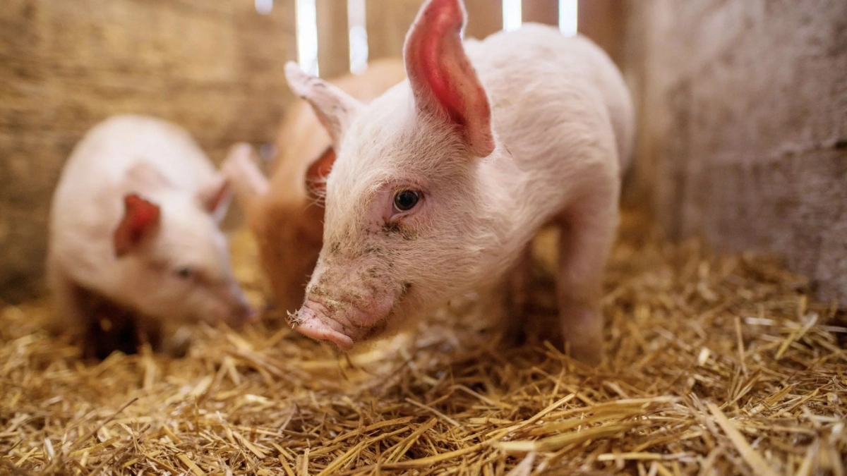 ferma-porci